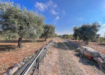 Foto 48 - Rustico Contrada Gorgorenzo, Conversano - foto 48