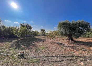 Foto 49 - Rustico Contrada Gorgorenzo, Conversano - foto 49