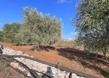 Foto 51 - Rustico Contrada Gorgorenzo, Conversano - foto 51