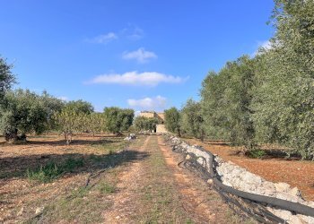 Foto 52 - Rustico Contrada Gorgorenzo, Conversano - foto 52