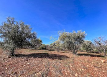 Foto 32 - Baita Contrada Virbo, Monopoli - foto 32