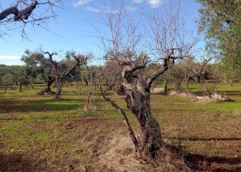 Foto 10 - Baita Strada Comunale Fanelli, Castellana Grotte - photo 10