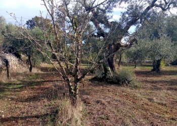 Foto 14 - Baita Strada Comunale Fanelli, Castellana Grotte - photo 14