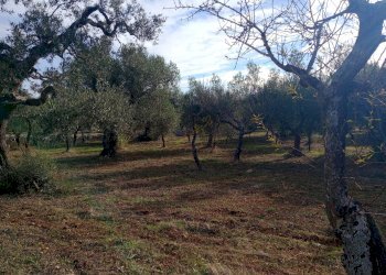 Foto 15 - Baita Strada Comunale Fanelli, Castellana Grotte - photo 15