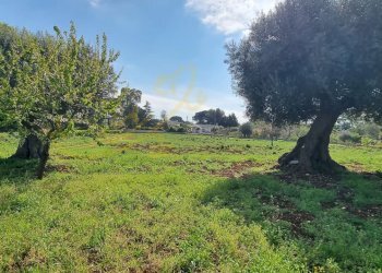 Foto 26 - Rustic Strada Comunale San Martino, Polignano a Mare - photo 26