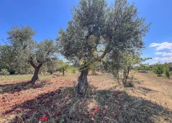 Foto 22 - Rustico Strada Comunale Fondo della Lupa, Polignano a Mare - foto 22