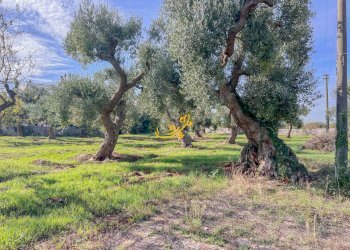 Foto 9 - Rustic St. Selva di Fasano, Castellana Grotte - photo 9