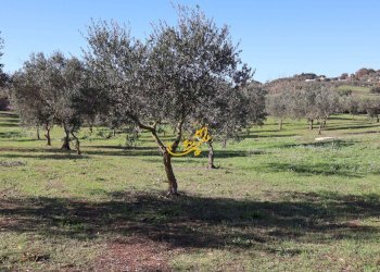 Foto 18 - Rustic Contrada Mangiatello, Martina Franca - photo 18