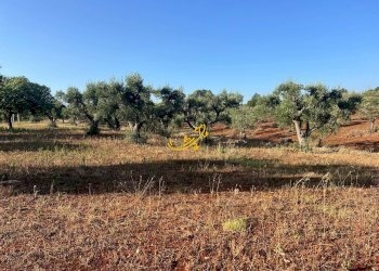 Foto 4 - Baita Contrada Capo di Gallo, Martina Franca - photo 4