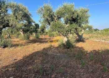 Foto 5 - Baita Contrada Capo di Gallo, Martina Franca - photo 5