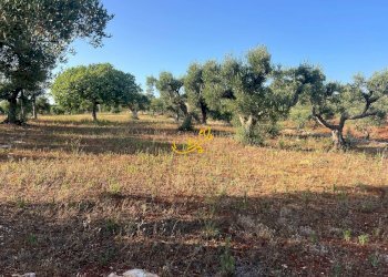 Foto 6 - Baita Contrada Capo di Gallo, Martina Franca - photo 6