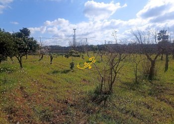 Foto 2 - Villa Contrada Cozze, Conversano - foto 2