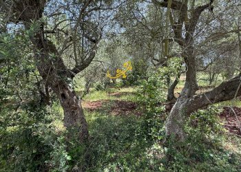 Foto 11 - Baita Strada Vicinale Marchione, Monopoli - foto 11