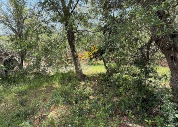 Foto 12 - Baita Strada Vicinale Marchione, Monopoli - foto 12