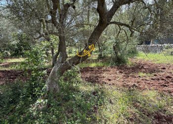 Foto 15 - Baita Strada Vicinale Marchione, Monopoli - foto 15