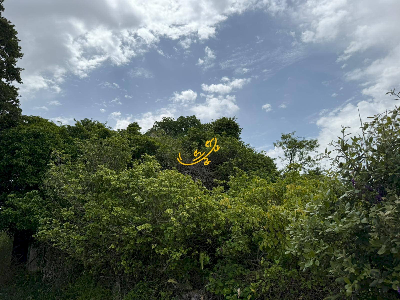 Foto 3 - Rustic C. da Paretano, Monopoli - photo 3