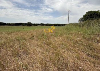 Foto 6 - Rustico C. da Paretano, Monopoli - foto 6