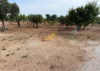 Foto 3 - Baita C.da Marchione, Castellana Grotte - photo 3