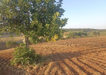 Foto 8 - Baita C.da Carpari, Martina Franca - photo 8