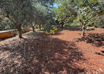 Foto 24 - Villa Laureto, Fasano - foto 24