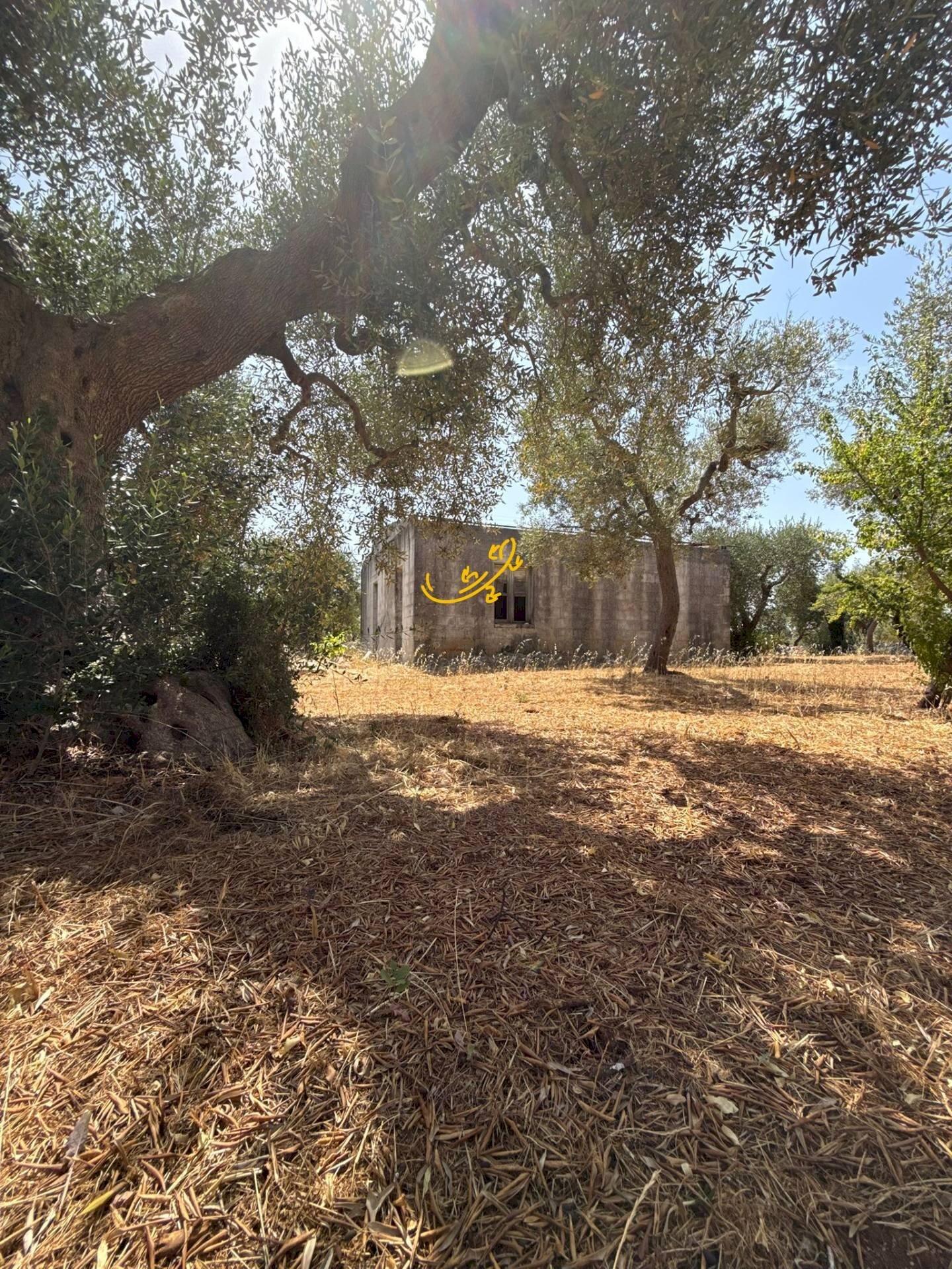 Foto 1 - Rustico C.da Balice, Monopoli - foto 1