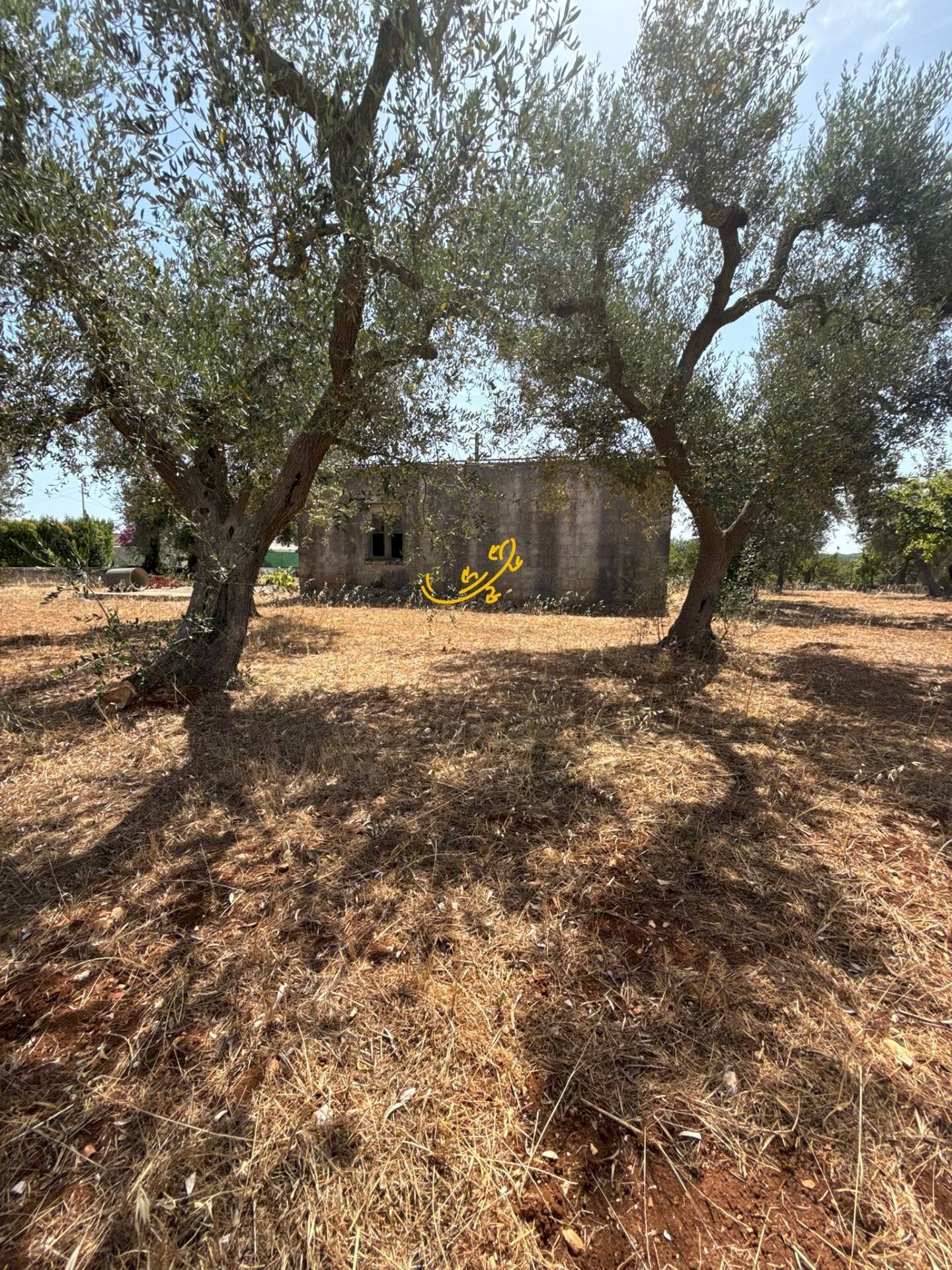 Foto 3 - Rustico C.da Balice, Monopoli - foto 3