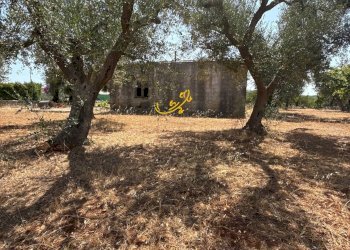 Foto 3 - Rustico C.da Balice, Monopoli - foto 3