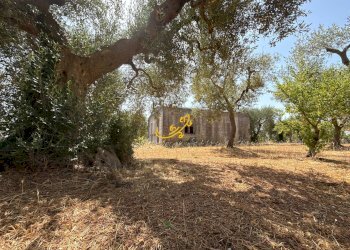 Foto 4 - Rustico C.da Balice, Monopoli - foto 4