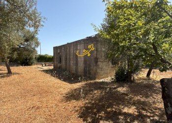 Foto 5 - Rustico C.da Balice, Monopoli - foto 5