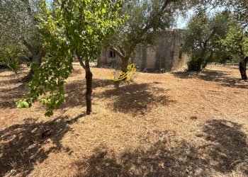 Foto 6 - Rustico C.da Balice, Monopoli - foto 6