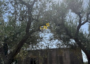 Foto 8 - Rustico C.da Balice, Monopoli - foto 8