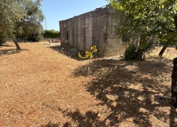 Foto 10 - Rustico C.da Balice, Monopoli - foto 10