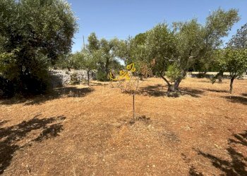 Foto 11 - Rustico C.da Balice, Monopoli - foto 11