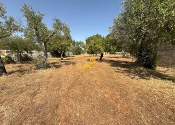 Foto 12 - Rustico C.da Balice, Monopoli - foto 12