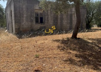 Foto 17 - Rustico C.da Balice, Monopoli - foto 17