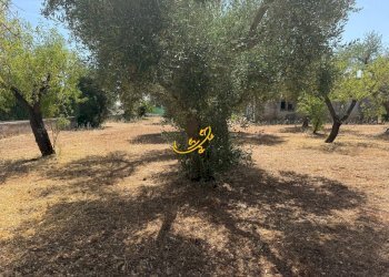 Foto 18 - Rustico C.da Balice, Monopoli - foto 18