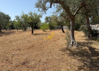 Foto 19 - Rustico C.da Balice, Monopoli - foto 19