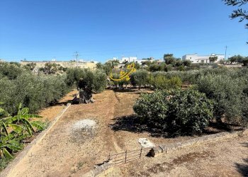 Foto 13 - Baita C.da L'Assunta, Monopoli - foto 13