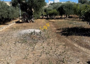 Foto 21 - Baita C.da L'Assunta, Monopoli - foto 21