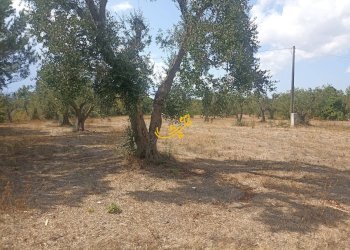 Foto 16 - Baita Contrada Ulmo, Ceglie Messapica - foto 16