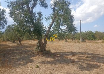 Foto 19 - Baita Contrada Ulmo, Ceglie Messapica - foto 19