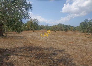 Foto 21 - Baita Contrada Ulmo, Ceglie Messapica - foto 21