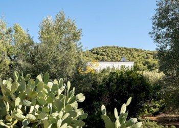 Foto 5 - Rustico Contrada Monte Pizzuto, Fasano - foto 5