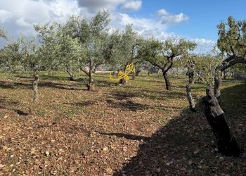 Foto 10 - Rustic Strada Comunale Genna, Castellana Grotte - photo 10