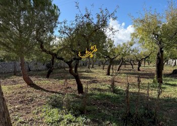 Foto 21 - Rustic Strada Comunale Genna, Castellana Grotte - photo 21