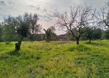 giardino - Casa indipendente via montagnanello, Ardea - foto 8