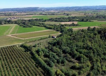 Terreno - Terreno agricolo via Siccardi, 47, Salmour - foto 8