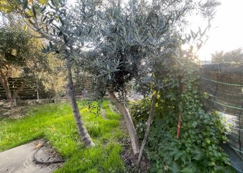 Foto 50 - Casa semi indipendente VIA ESTERNA FONTANA DEL LUPO
 
8/A, Monreale - foto 50