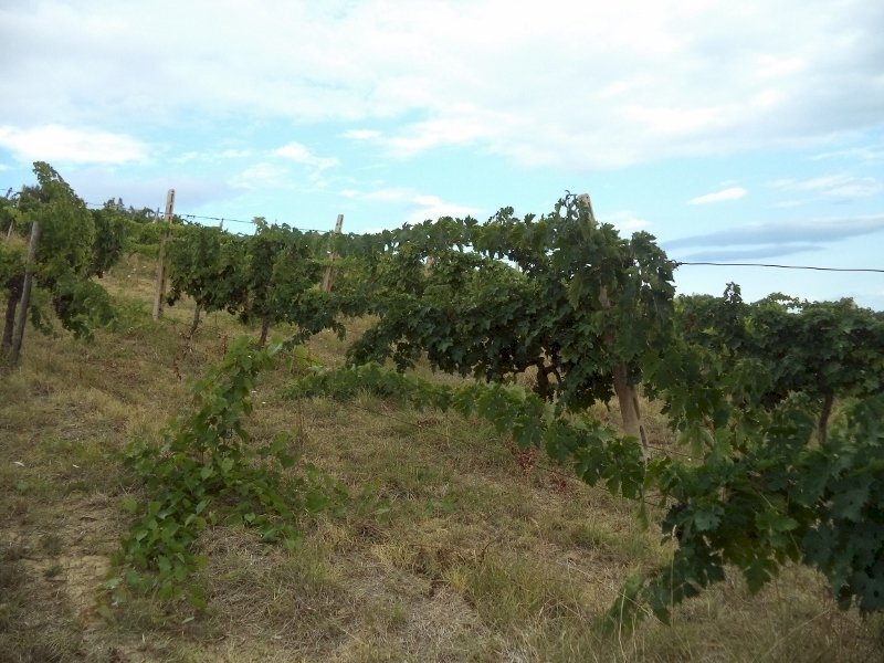 01 COLONNELLA- Vigneto di 12 ettari con casale e l - Terreno agricolo Colonnella - foto 1