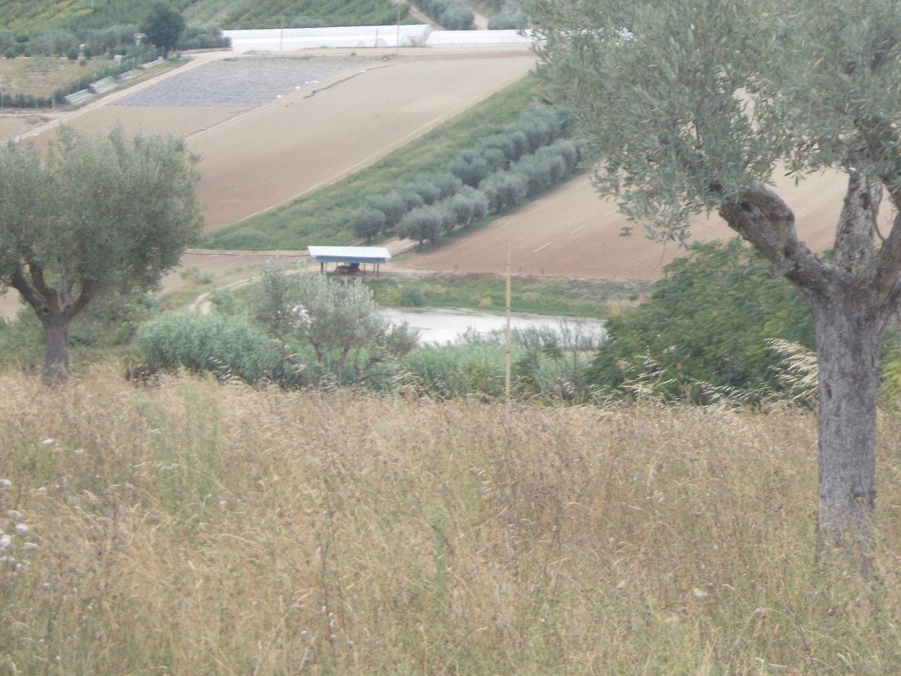 11 COLONNELLA- Vigneto di 12 ettari con casale e l - Terreno agricolo Colonnella - foto 3